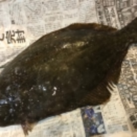 平目の捌き方 5枚おろしからの刺身盛り合わせ レシピ 作り方 By なまらbuono 楽天レシピ 平目の捌き方 5枚おろしからの刺身盛り合わせ レシピ 作り方 By なまらbuono 楽天レシピ